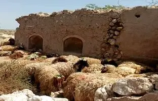 قیمت جدید دام زنده ۱۰ شهریور ۱۴۰۳ اعلام شد/ جزییات تغییر قیمت