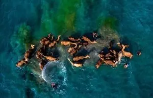 حمام شترها در آب‌های خلیج فارس + ویدئو