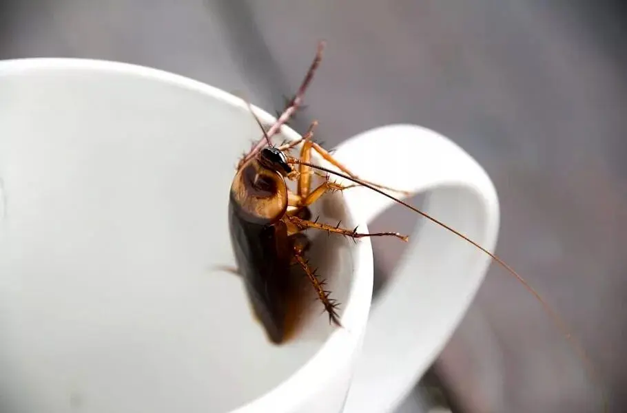 شیر سوسک 4 برابر مغذی‌تر از شیر گاو است!