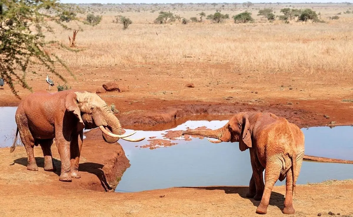 چرا فیل‌ها از زنبورها متنفرند و چرا این نفرت به کشاورزان کمک می‌کند؟ 