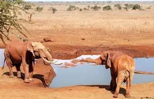 چرا فیل‌ها از زنبورها متنفرند و چرا این نفرت به کشاورزان کمک می‌کند؟ 