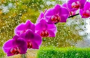 ارکیده؛ گلی با قدمت میلیون ها سال!