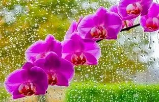 ارکیده؛ گلی با قدمت میلیون ها سال!