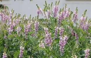 خواص شیرین بیان: ۱۲ خاصیت علمی اثبات شده + ضررها