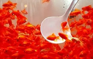راهنمای نگهداری از ماهی قرمز شب عید