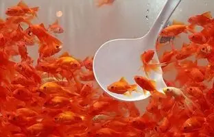 راهنمای نگهداری از ماهی قرمز شب عید
