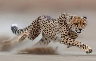  وقتی یوزپلنگ به مرغ‌های شاخدار درس پرواز می‌دهد! + ویدئو