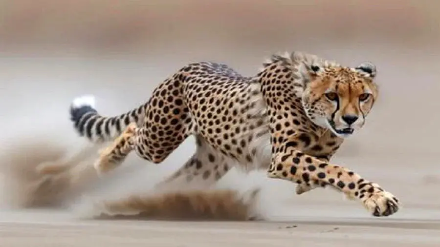  وقتی یوزپلنگ به مرغ‌های شاخدار درس پرواز می‌دهد! + ویدئو