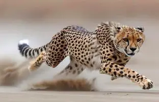  وقتی یوزپلنگ به مرغ‌های شاخدار درس پرواز می‌دهد! + ویدئو