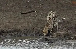 لحظه غم‌انگیز شکار توله یوز توسط کروکودیل! +ویدئو