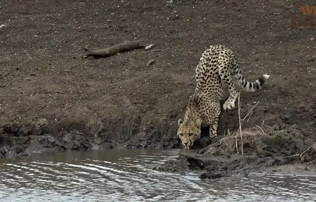 لحظه غم‌انگیز شکار توله یوز توسط کروکودیل! +ویدئو