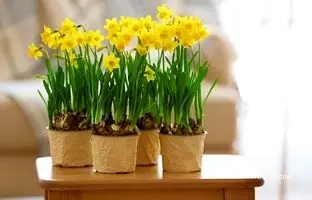 سرمایه‌گذاری سبز؛ چطور گل نرگس را تکثیر کرده و بفروشیم؟