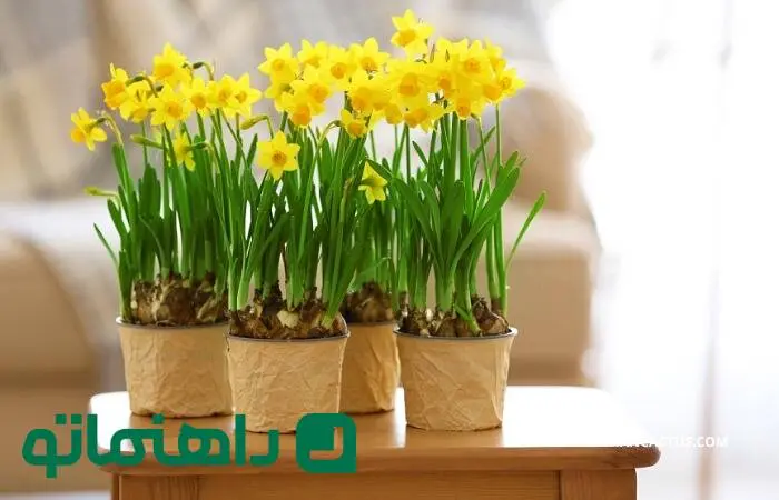 سرمایه‌گذاری سبز؛ چطور گل نرگس را تکثیر کرده و بفروشیم؟