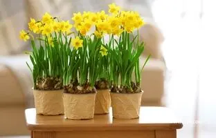 سرمایه‌گذاری سبز؛ چطور گل نرگس را تکثیر کرده و بفروشیم؟