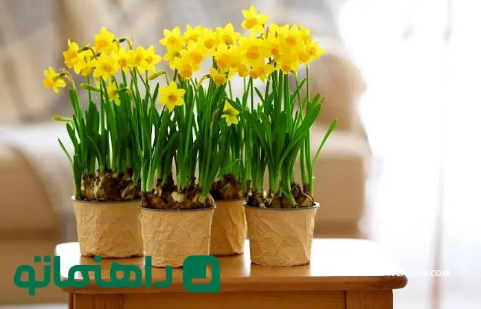 سرمایه‌گذاری سبز؛ چطور گل نرگس را تکثیر کرده و بفروشیم؟