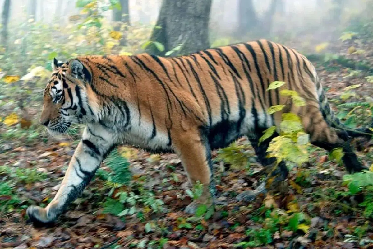  حضور یک ببر در بزرگراه چین، رانندگان را شوکه کرد  + ویدئو