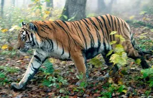  حضور یک ببر در بزرگراه چین، رانندگان را شوکه کرد  + ویدئو