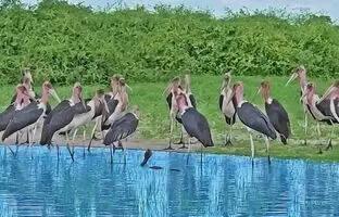 تله مرگ: مار کبرا در محاصره ۲۰ لک‌لک بی‌رحم! + ویدئو