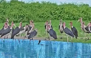 تله مرگ: مار کبرا در محاصره ۲۰ لک‌لک بی‌رحم! + ویدئو