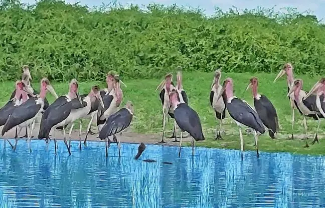 تله مرگ: مار کبرا در محاصره ۲۰ لک‌لک بی‌رحم! + ویدئو