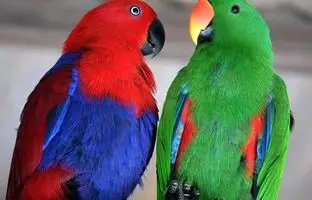 ۷ پرنده شگفت‌انگیزی که می توانند مانند انسان‌ صحبت کنند!