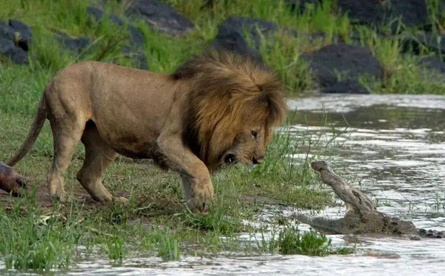  کدام جانوران جرأت حمله به «سلطان جنگل» را دارند؟ 