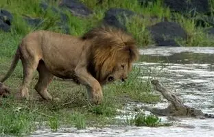  کدام جانوران جرأت حمله به «سلطان جنگل» را دارند؟ 