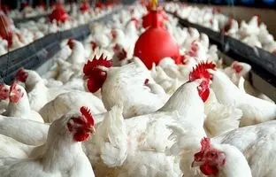 راهنمای بازار؛ قیمت گوشت مرغ، امروز ۲۹ اردیبهشت ۱۴۰۴
