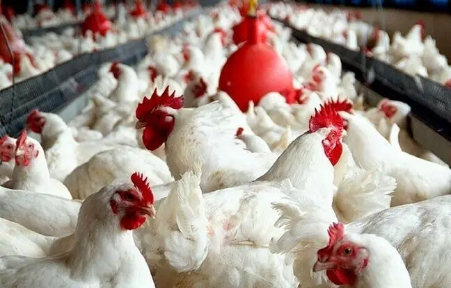 
قیمت گوشت مرغ، امروز پنجشنبه ۱۶ اسفند ۱۴۰۳
