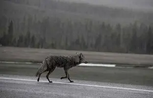 (ویدئو) تصادف تلخ گرگ با خودروی سواری