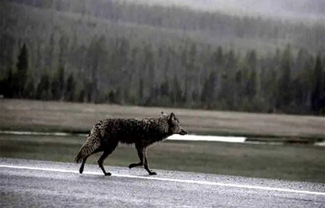 (ویدئو) تصادف تلخ گرگ با خودروی سواری