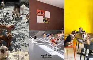 
مهدکودک سگ‌ها در تهران افتتاح شد! + عکس
