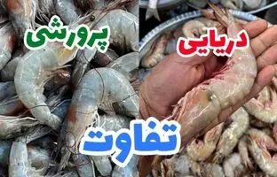(ویدئو) طریقه پاک کردن میگو ؛ راه تشخیص میگوی دریایی از پرورشی