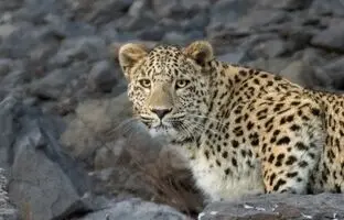 مشاهده یک پلنگ در ارتفاعات آمل + ویدئو