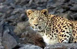مشاهده یک پلنگ در ارتفاعات آمل + ویدئو