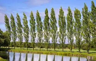  درختان صنوبر با یکدیگر صحبت می‌کنند! 