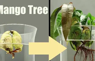 راهنمای کاشت و نگهداری هسته انبه در آب