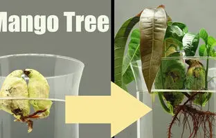 راهنمای کاشت و نگهداری هسته انبه در آب