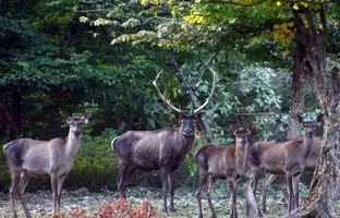  گله مرال‌ها در جنگل‌های هیرکانی گیلان + ویدئو