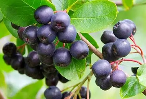 آکای بری چیست و چه فوایدی برای سلامتی دارد؟