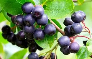 آکای بری چیست و چه فوایدی برای سلامتی دارد؟