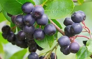 آکای بری چیست و چه فوایدی برای سلامتی دارد؟
