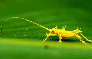 این ملخ تسخیر و زامبی شده؛ شاهکاری از طبیعت! + تصویر