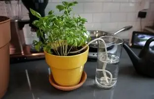 7 ترفند ساده برای آبیاری گیاهان آپارتمانی در هنگام سفر