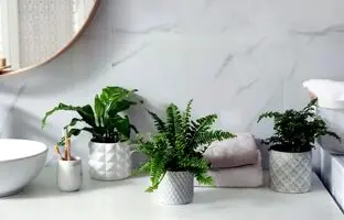 دکوراسیون سبز؛ بهترین گیاهان آپارتمانی برای سرویس بهداشتی