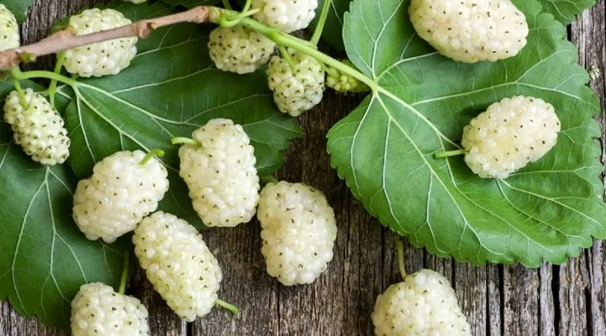  طرز تهیه دمنوش برگ توت سفید و خواص آن 