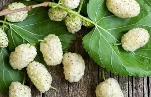  طرز تهیه دمنوش برگ توت سفید و خواص آن 