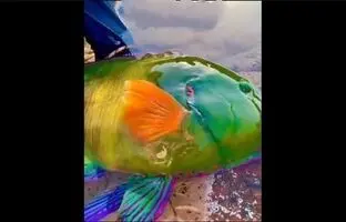 زیبایی خیره‌کننده یک زمرد ماهی + ویدئو