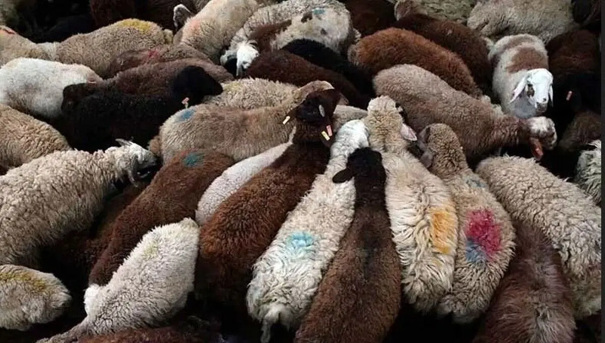 قیمت دام زنده امروز ۲ خرداد ۱۴۰۴ / قیمت گوسفند در تهران چند شد؟ + جدول