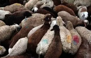 قیمت دام زنده امروز ۲ خرداد ۱۴۰۴ / قیمت گوسفند در تهران چند شد؟ + جدول